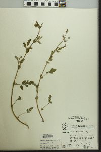 Geum vernum image