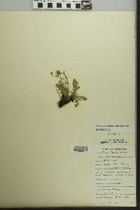 Geum rossii image