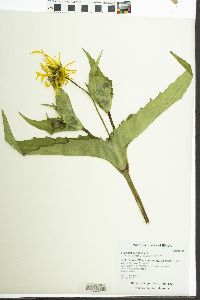 Silphium perfoliatum image