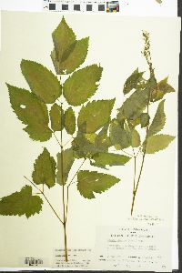 Aruncus dioicus image