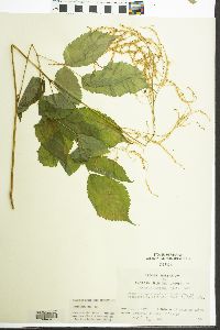 Aruncus dioicus image