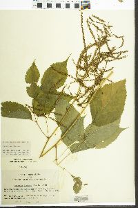 Aruncus dioicus image