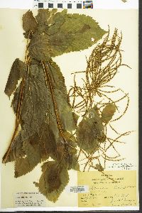 Aruncus dioicus image