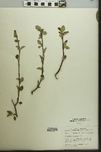 Cercocarpus montanus image