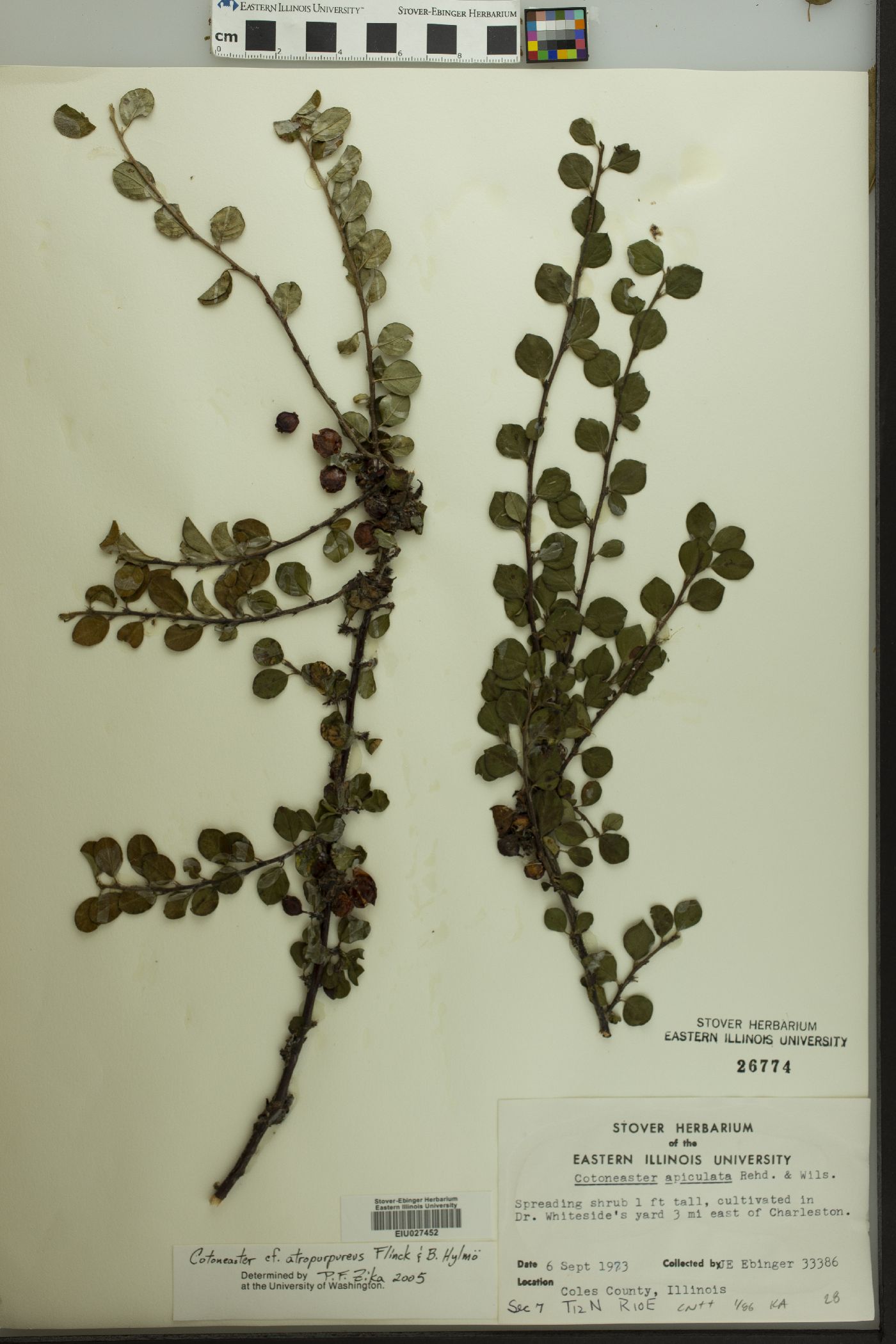 Cotoneaster atropurpureus image