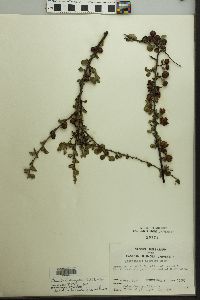 Cotoneaster atropurpureus image