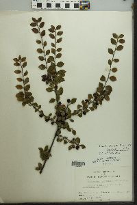 Cotoneaster divaricatus image