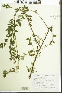 Cotoneaster x suecicus image