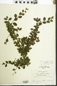 Cotoneaster divaricatus image