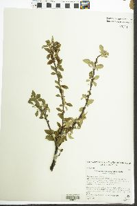 Image of Cotoneaster tenuipes
