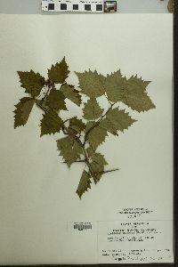 Crataegus pruinosa image