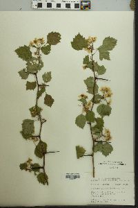 Crataegus pruinosa image