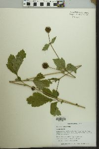 Geum laciniatum image