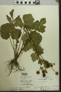 Geum laciniatum image