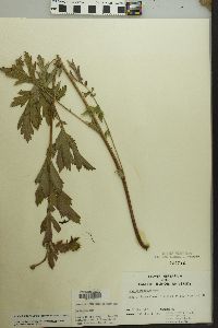 Geum laciniatum image