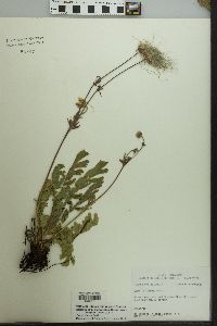 Geum triflorum image