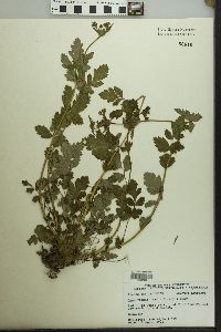 Geum vernum image