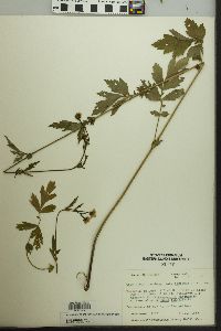 Geum aleppicum image