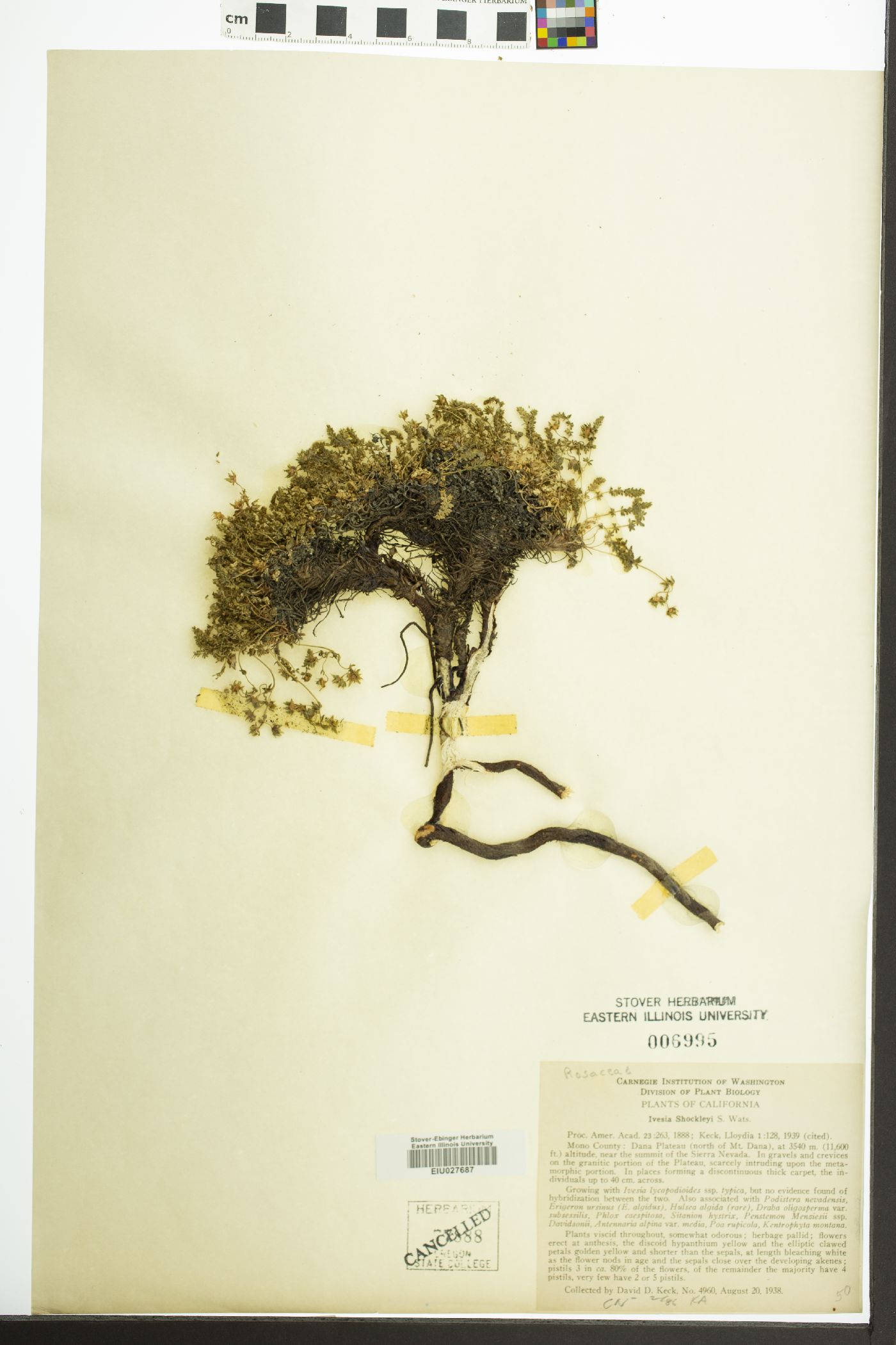 Ivesia shockleyi image