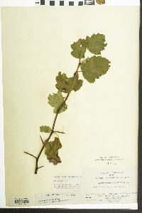 Malus coronaria image