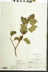 Malus coronaria image