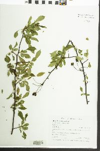 Malus floribunda image