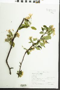 Malus floribunda image