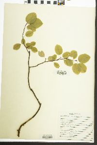 Amelanchier alnifolia image