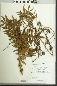 Agrimonia parviflora image