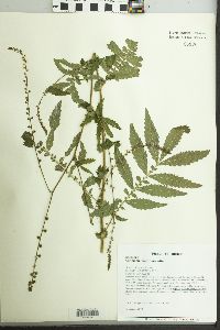 Agrimonia parviflora image