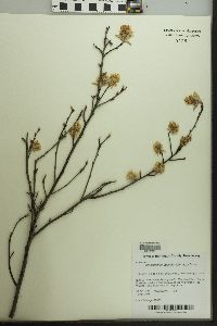 Amelanchier obovalis image