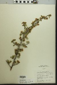 Amelanchier pumila image