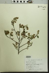 Amelanchier spicata image