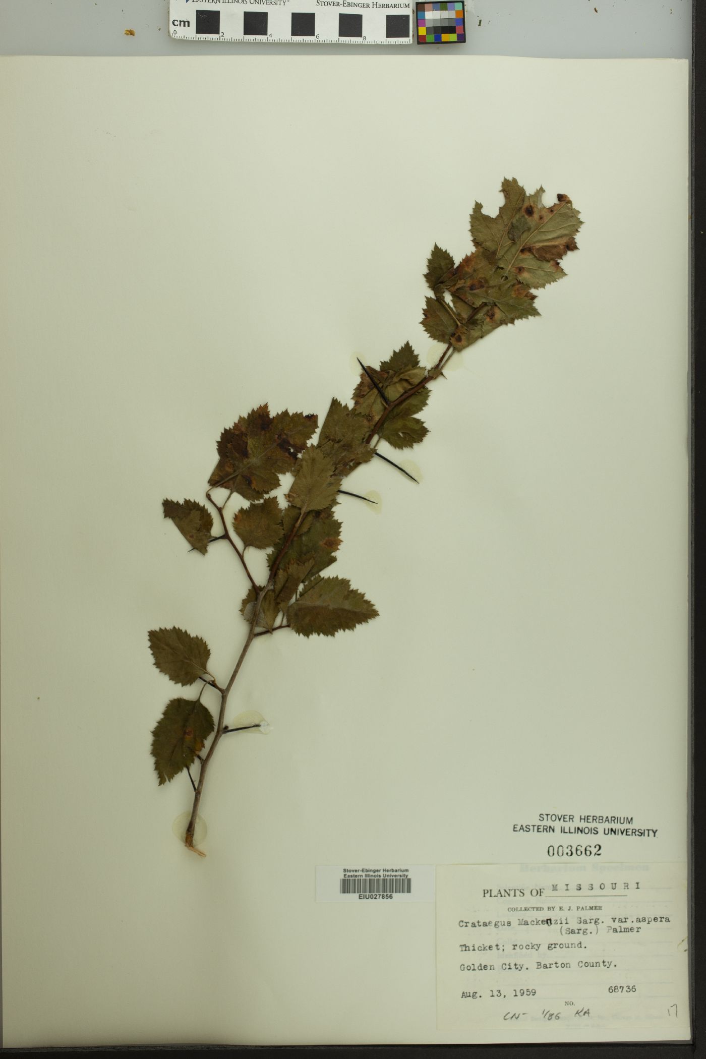 Crataegus mackenziei image
