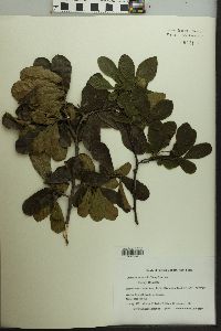 Crataegus berberifolia image