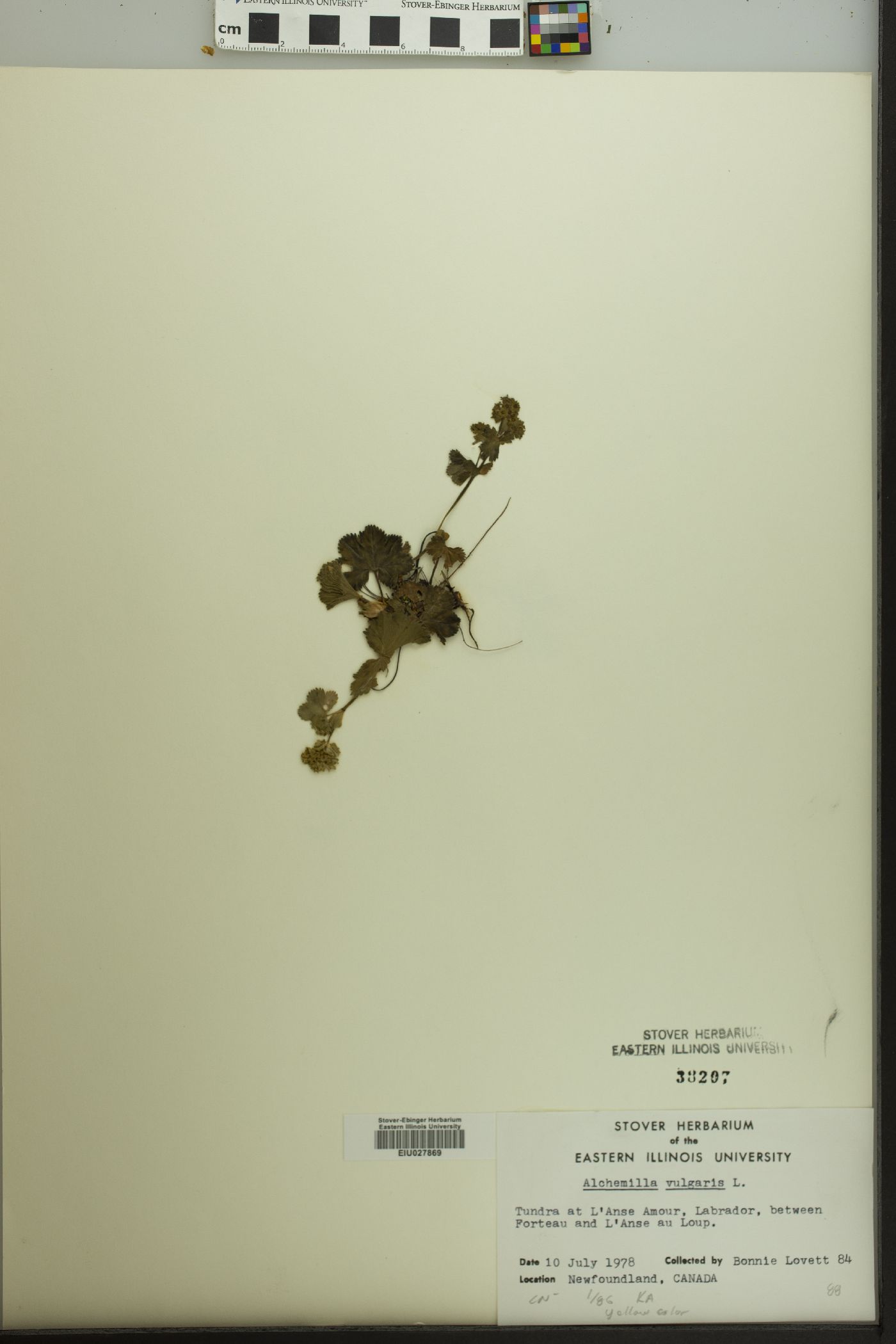 Alchemilla vulgaris image