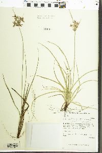 Cyperus subcastaneus image