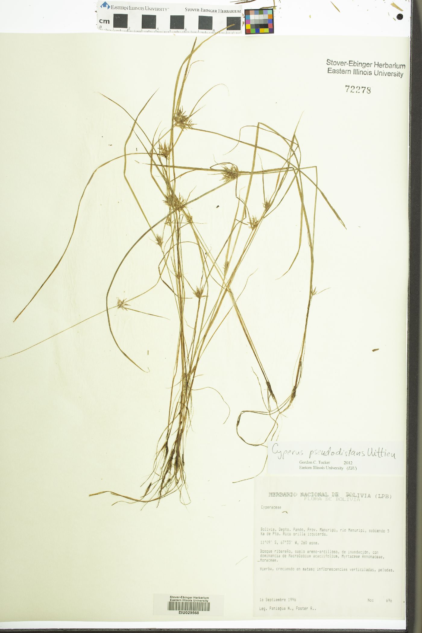 Cyperus pseudodistans image