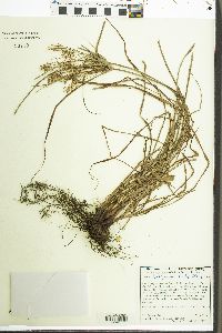 Cyperus lentiginosus image