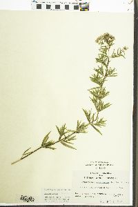 Pycnanthemum virginianum image