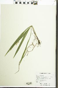 Panicum miliaceum image