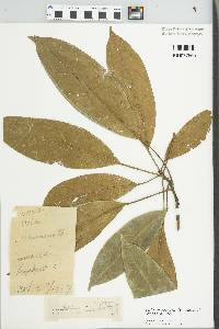 Cola acuminata image