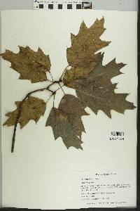 Image of Quercus × leana