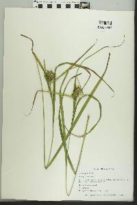 Carex grayi image