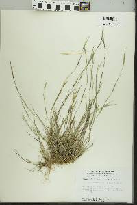 Sporobolus vaginiflorus image