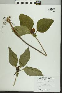 Trillium recurvatum image