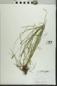 Carex retroflexa image