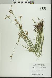 Luzula multiflora image