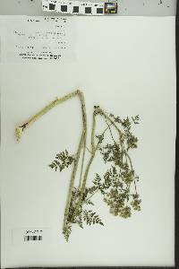 Conium maculatum image