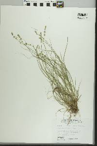 Carex radiata image